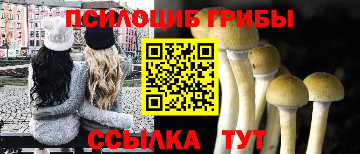 Псилоцибиновые грибы прущие грибы  Вход с VPN  Евпатория  Галлюциногенные грибы Psilocybe 